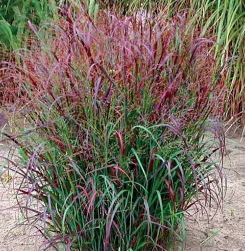 Panicum virgatum Squaw vaso  19