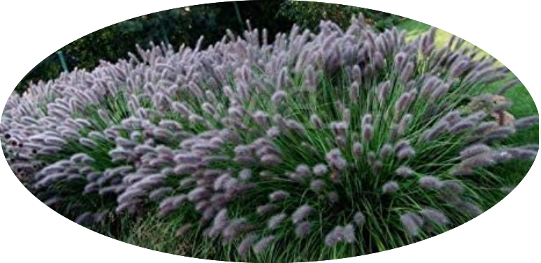 Pennisetum Black Beauty alopecuroides  v.9