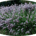Pennisetum Black Beauty alopecuroides  v.9