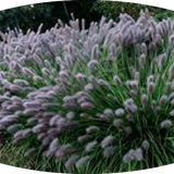 Pennisetum Black Beauty alopecuroides  v.9