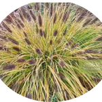 Pennisetum Black Beauty alopecuroides  v.9