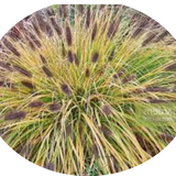 Pennisetum Black Beauty alopecuroides  v.9
