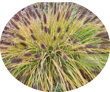 Pennisetum Black Beauty alopecuroides  v.9