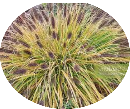 Pennisetum Black Beauty alopecuroides  v.9