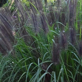 Pennisetum Black Beauty alopecuroides  v.9