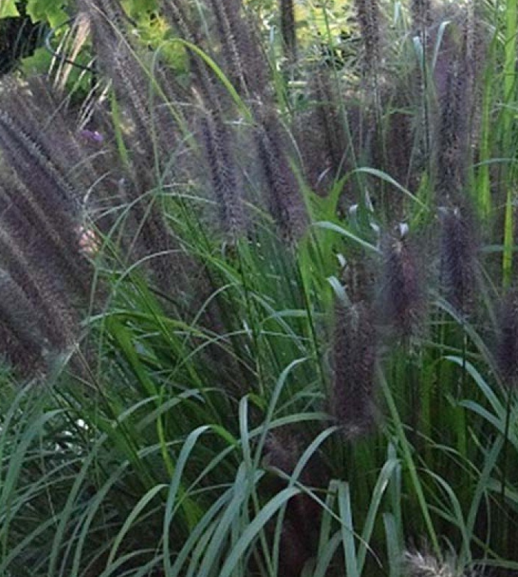 Pennisetum Black Beauty alopecuroides  v.9