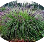Pennisetum Black Beauty alopecuroides  v.9