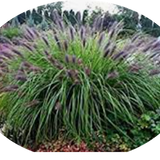 Pennisetum Black Beauty alopecuroides  v.9