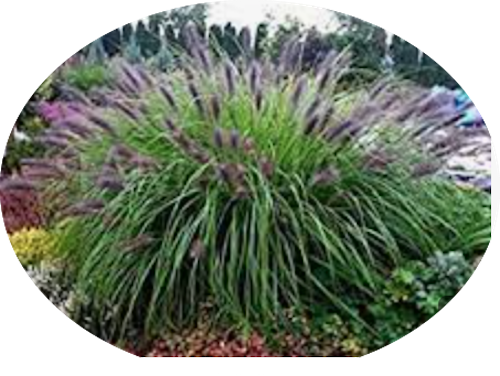 Pennisetum Black Beauty alopecuroides  v.9