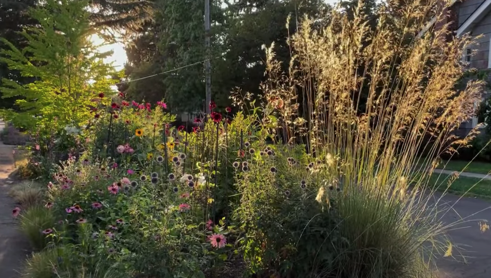 Stipa Gigantea vaso