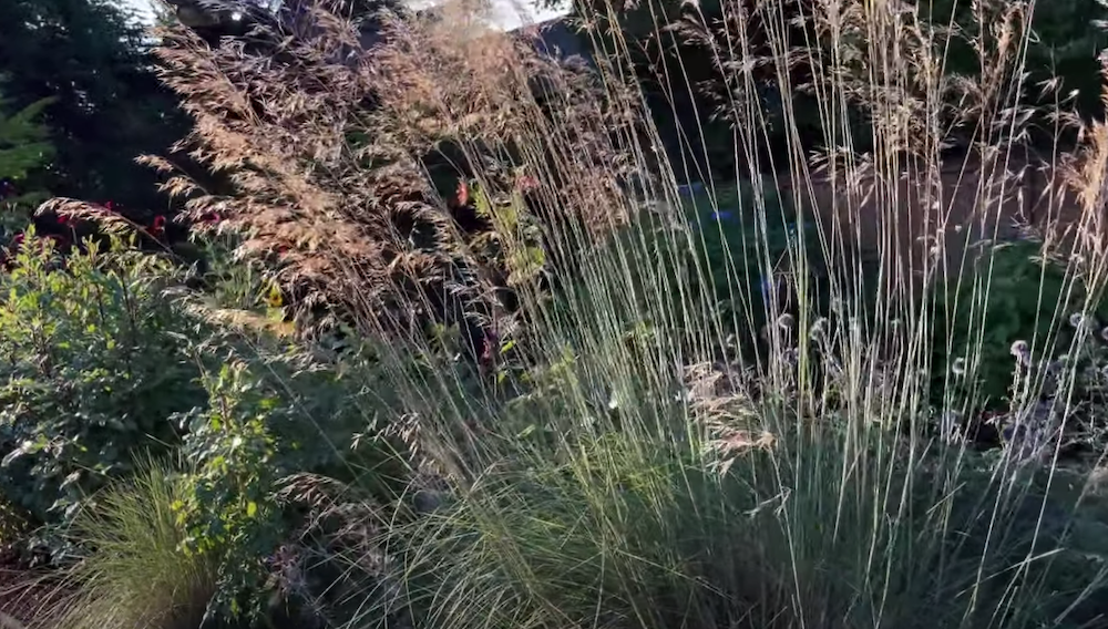 Stipa Gigantea vaso