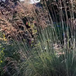 Stipa Gigantea vaso