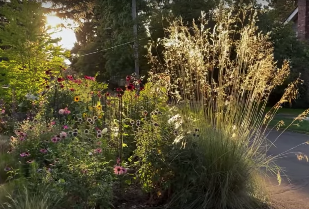 Stipa Gigantea vaso