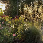 Stipa Gigantea vaso