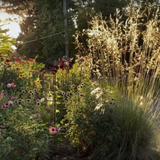 Stipa Gigantea vaso