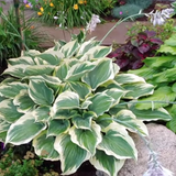 Hosta Liberty