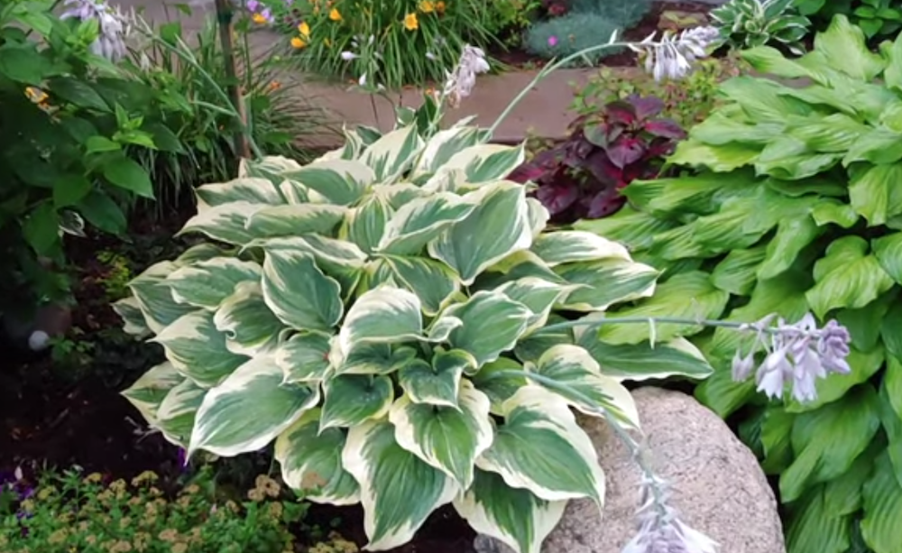 Hosta Liberty
