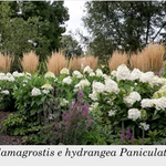 Calamagrostis cm. 150 acutiflora 'Karl Foerster' v.9