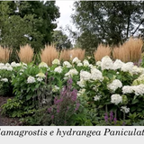 Calamagrostis cm. 150 acutiflora 'Karl Foerster' v.9