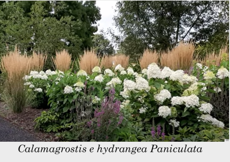 Calamagrostis cm. 150 acutiflora 'Karl Foerster' v.9