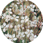 Gaura lindheimeri BELLEZA WHITE (R) vaso 14/15