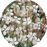 Gaura lindheimeri BELLEZA WHITE (R) vaso 14/15