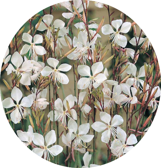 Gaura lindheimeri BELLEZA WHITE (R) vaso 14/15