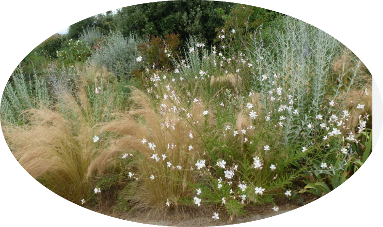 Gaura lindheimeri BELLEZA WHITE (R) vaso 14/15
