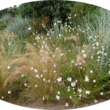 Gaura lindheimeri BELLEZA WHITE (R) vaso 14/15