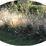 Gaura lindheimeri BELLEZA WHITE (R) vaso 14/15