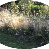 Gaura lindheimeri BELLEZA WHITE (R) vaso 14/15