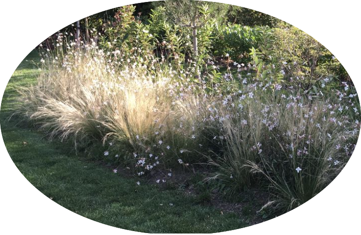 Gaura lindheimeri BELLEZA WHITE (R) vaso 14/15
