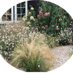 Gaura lindheimeri BELLEZA WHITE (R) vaso 14/15
