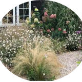 Gaura lindheimeri BELLEZA WHITE (R) vaso 14/15