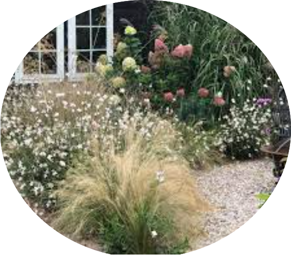 Gaura lindheimeri BELLEZA WHITE (R) vaso 14/15
