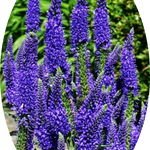 Veronica longifolia 'MARIETTA'  vaso 14/15