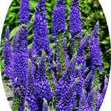 Veronica longifolia 'MARIETTA'  vaso 14/15