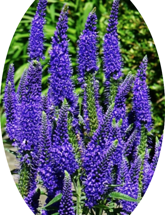 Veronica longifolia 'MARIETTA'  vaso 14/15