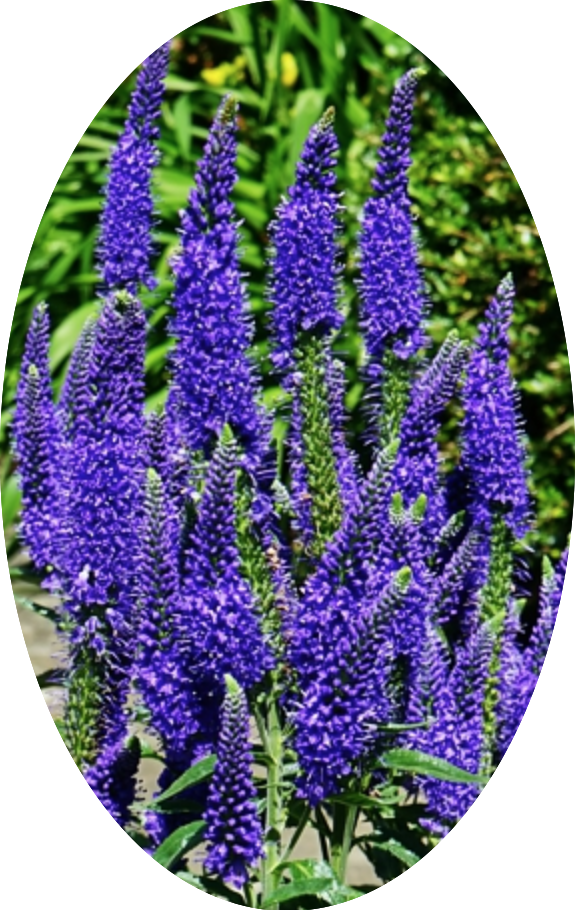 Veronica longifolia 'MARIETTA'  vaso 14/15