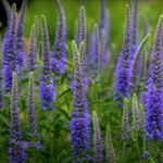 Veronica longifolia 'MARIETTA'  vaso 14/15