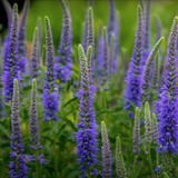 Veronica longifolia 'MARIETTA'  vaso 14/15