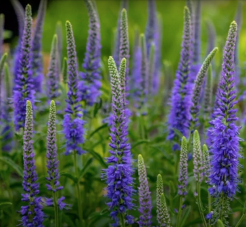 Veronica longifolia 'MARIETTA'  vaso 14/15