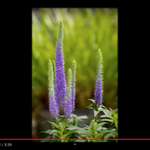 Veronica longifolia 'MARIETTA'  vaso 14/15
