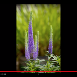 Veronica longifolia 'MARIETTA'  vaso 14/15