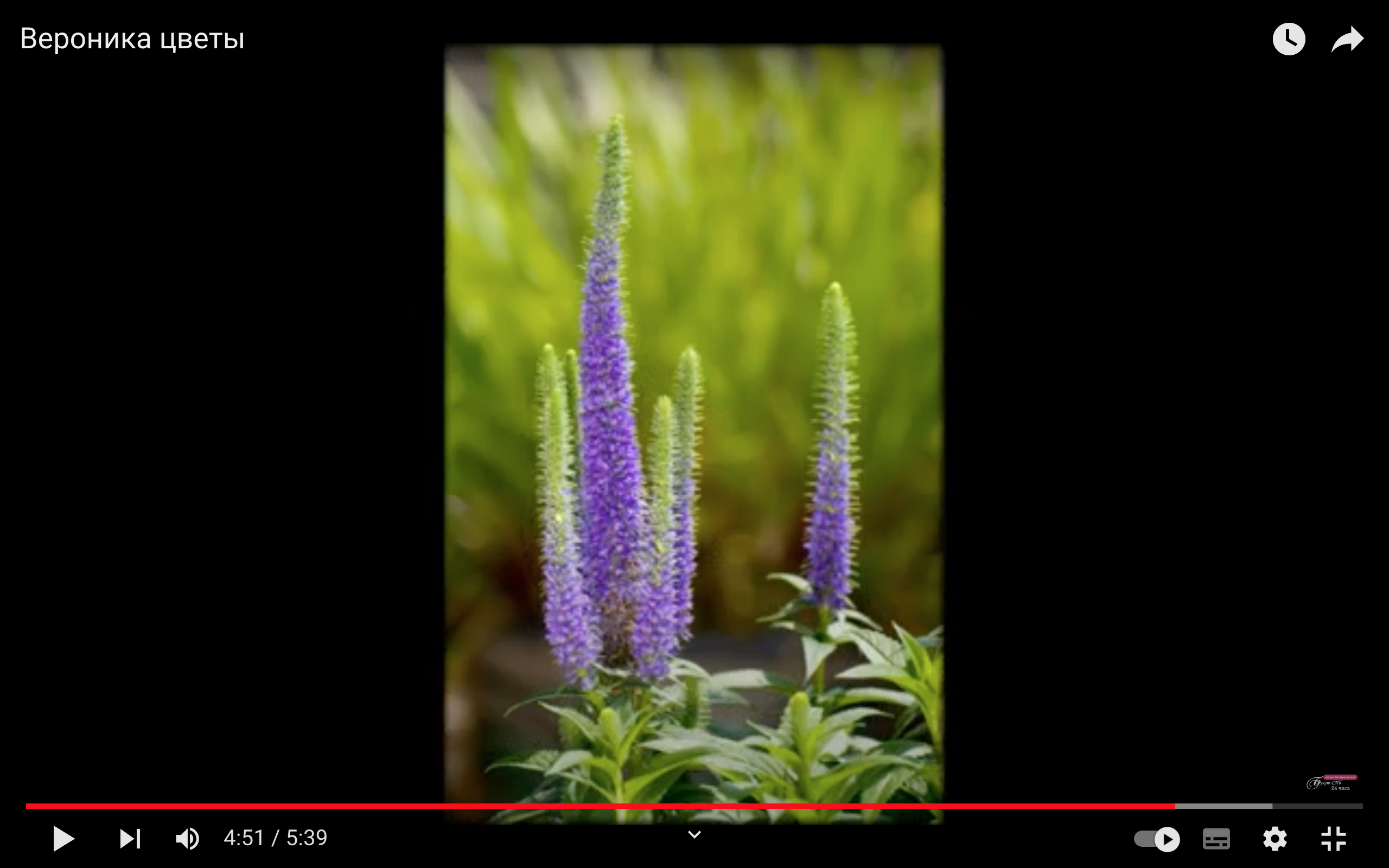 Veronica longifolia 'MARIETTA'  vaso 14/15