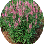 veronica spicata rosea vaso 14/15