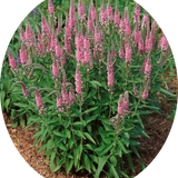 veronica spicata rosea vaso 14/15