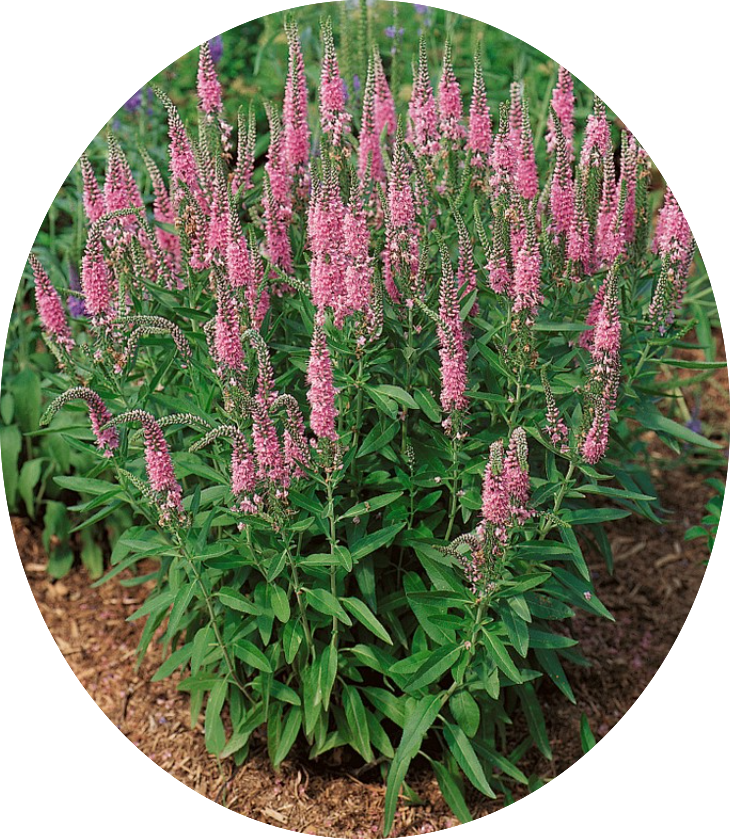 veronica spicata rosea vaso 14/15