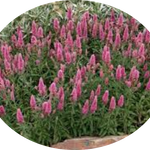 veronica spicata rosea vaso 14/15