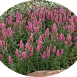 veronica spicata rosea vaso 14/15